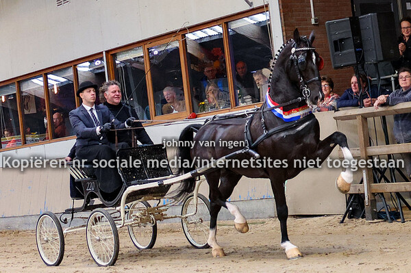 nieuwelingen houten + hengstenshow landzicht 2024