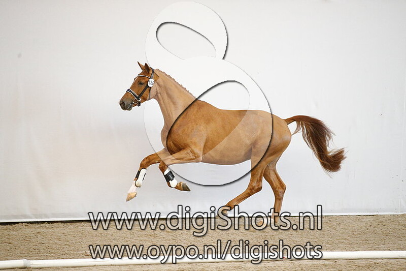 Maigret ZB v. Total US