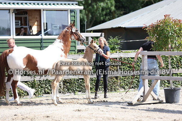 73 Viamante Gumo MP (Diamante x Gumo Twirre MP)