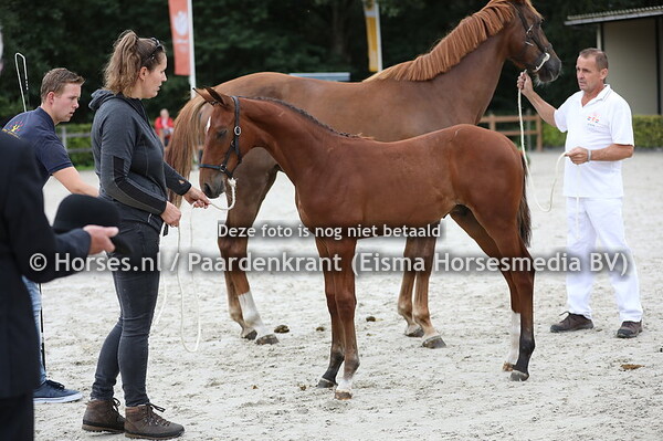 26 Orpeus (Jappeloup x Kattebelle v. Chaman)