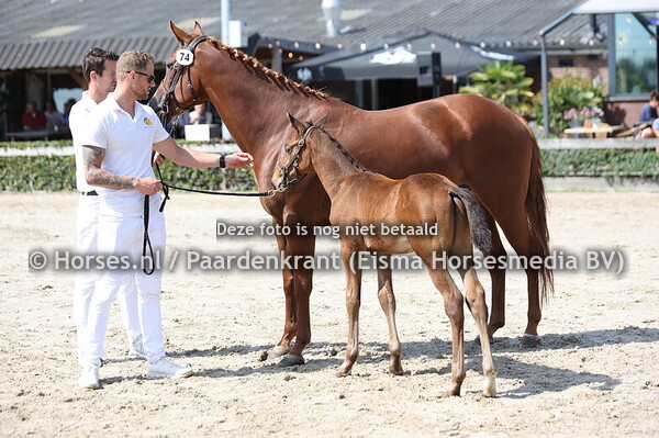 74 Vumo Drummer MP (Drummer 2000 x Gumo Twirre v. NU)