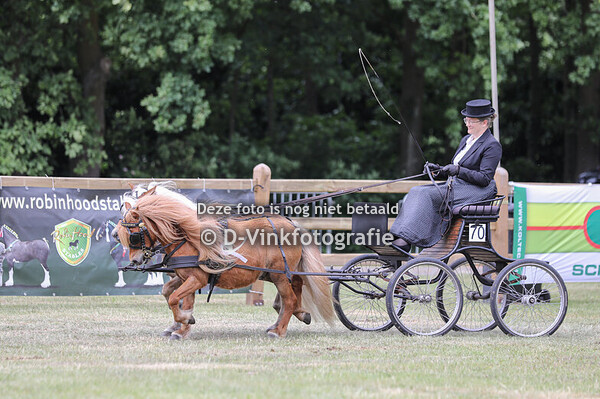 25. Tweespannen Shetlanders