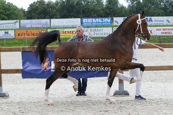 049 - ROYAL GWENDOLINE DH ICELLIE X MANNO D. HOFMAN JR, WORKUM