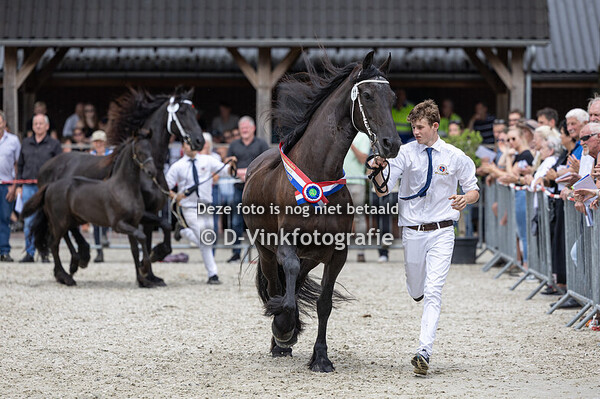 11. Elvis - Dit- fan Hibma