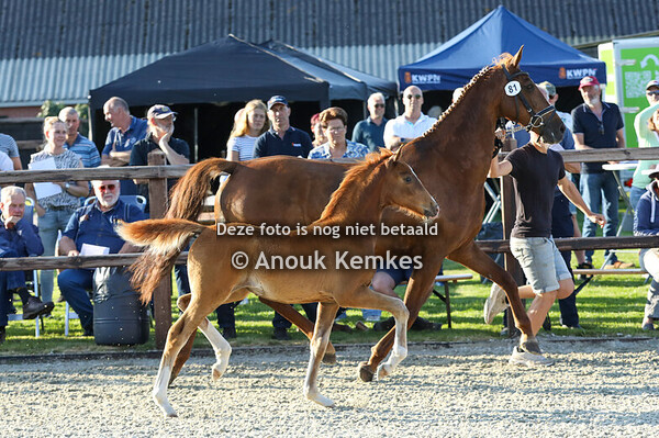 81 - Valesca DH ( Macho x Fantijn )