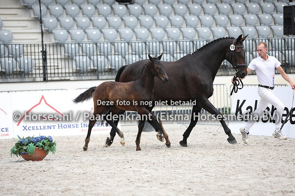 15  Ours Noir (Desperado x Uwendy v. ferro)