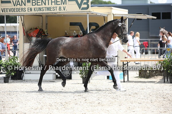 49 Lucky One (Lucky Boy x Toberlina v. Corland)