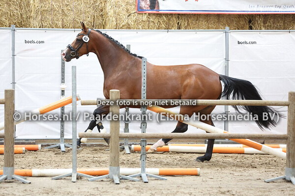 60 Olivia (Just Wimphof x Hope v. Cachet)