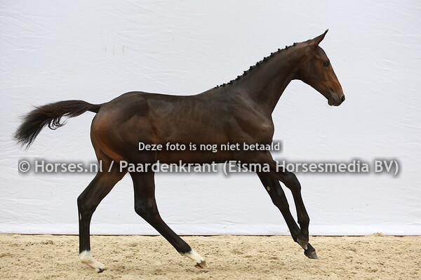 25 Vanita (Cote d'Or Z x Ganita v. Lancelot)