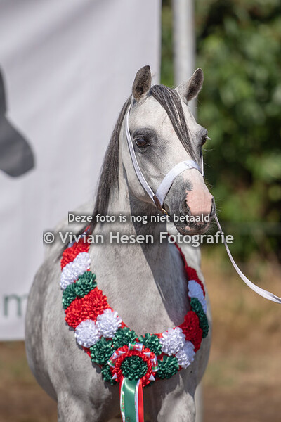 Dragon Welsh Pony Show