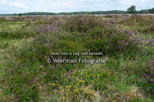 Gooische heide in bloei