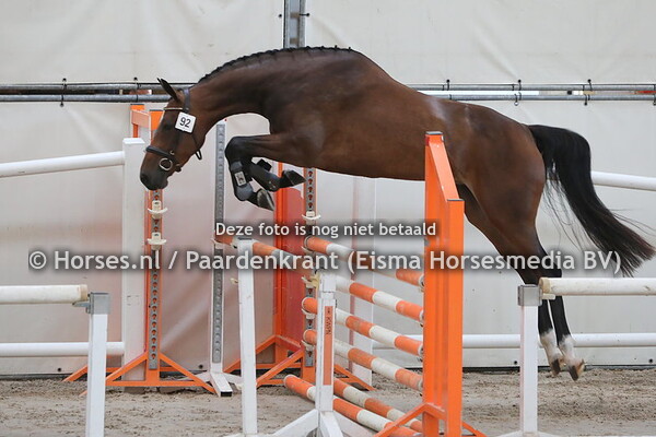 92 Livia (Grandorado TN x Tirza Olivia v,. Hors la Loi II)