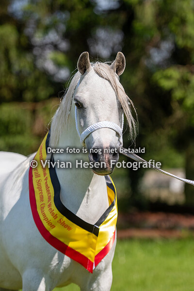International Pentecost Welsh Pony & Cob Show