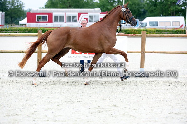 228 Santorini Dieni GDH (Las Vegas x Mya Dieni v. Glock's Toto jr)