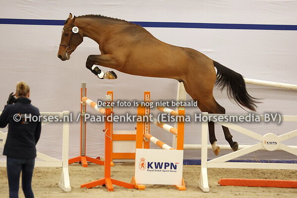 95 Sagar VM (Hardrock x Ziletto v. Voltaire)