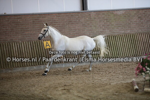 18 Flora Belaa (Wallenberg x Nobella v. Libero ) Anna Liza Makkinga