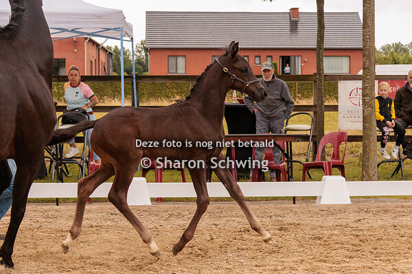 Mannelijke Dressuurveulens