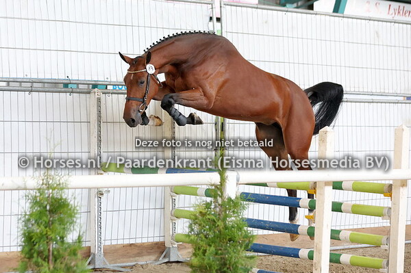 43 Serusa (Hardrock x Werusa v. Padinus)