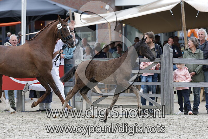 Valencia MM v. Glamourdale