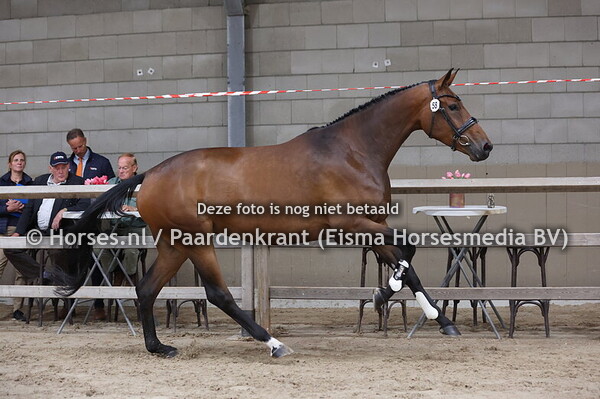 58 Oops a Daisy PSS (Fontaine TN x Alissa v. Olivi)