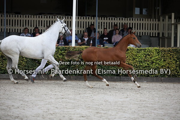 41 Olanda (Cantona TN x Juanita v. Dakar VDL)