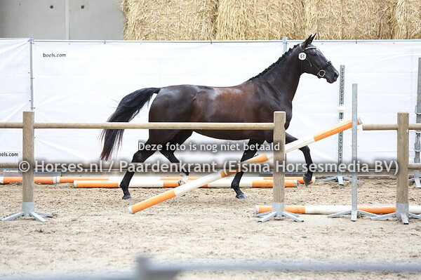 61 Rimona (Mansion x Kimona v. Glamourdale)