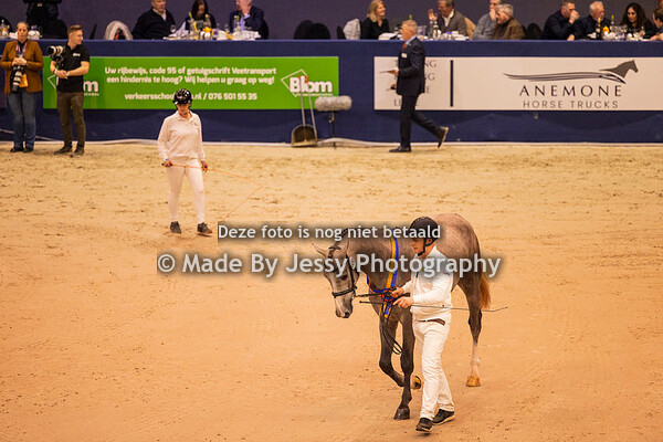 Hengstenkeuring KWPN Vrijdag 3 februari 2023