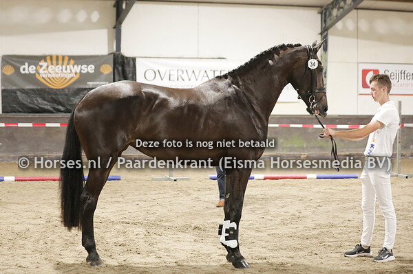 34 Olly-Esther (Blue Hors Zack x O Esther v. Jazz)