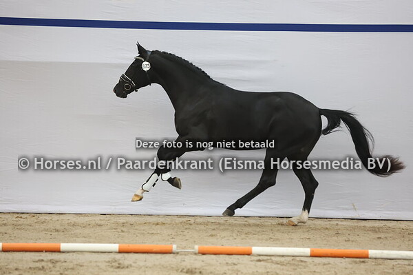 373 (Fontaine TN x Dream Boy)