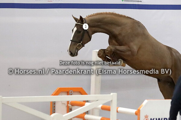 3 (Aganix du Seigneur x Echo van't Spieveld)