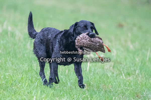 MAP Hindersteyn 2025 middag