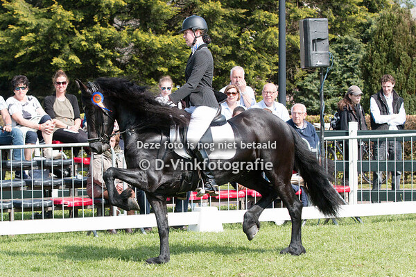 17. Bestgaand rijpaard 4