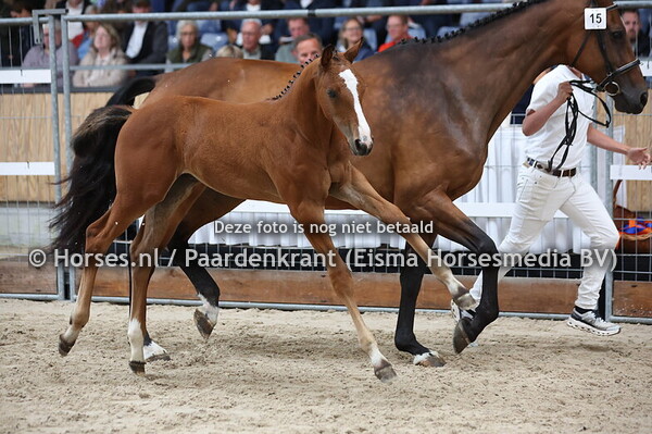 15 Vidar (Inaico x Emily Oma N v. Up to Date)