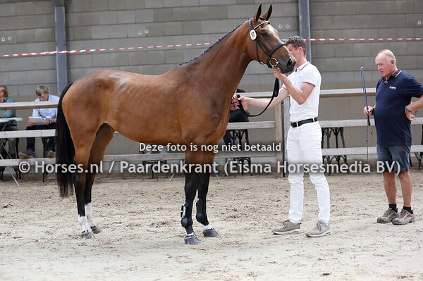 17 So Belle ES (New Pleasure VDL x Ma Belle v. Falaise de Muze)