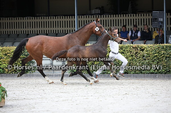 46 Ojaza (Cantona TN x Jazavanta VTH v. Numero Uno)