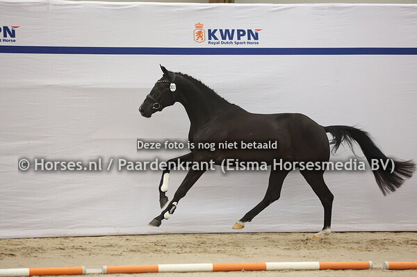 307 (Blue Hors Zackery x Negro)