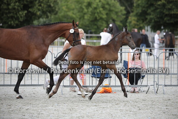 43 Son of Mattias (Mattias x Noname v. Ducati van't Schuttershof)