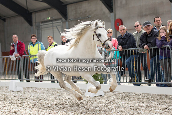 Hengstenshow Afdeling Zuid