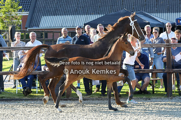 80 - Viola ( Olympus HS x Kordaat )