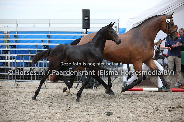 32 One in a Million KN (Franklin x E Tiana's Marieke v. Zizi Top)