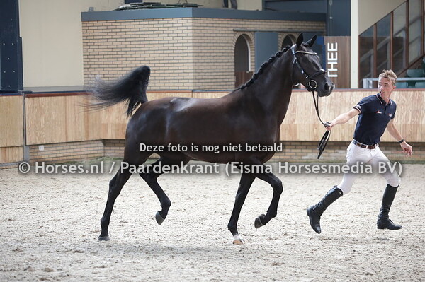 35 Niva Corieta Texel (Glock's Toto jr x Diva Corieta Texel v. Jazz)