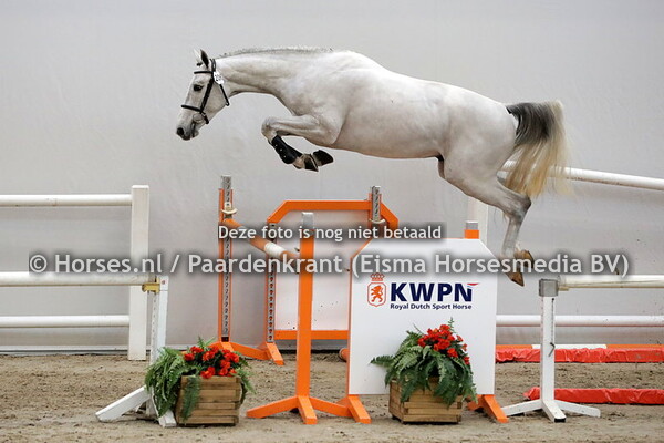 206 Nachento HC(Zirocco Blue VDL x Ghodorette-W v. Cardento)