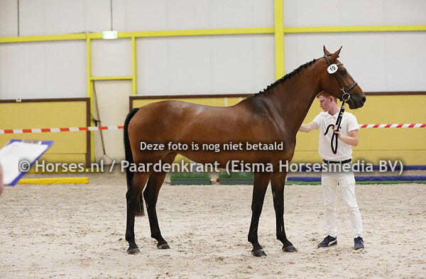 19 Ni-Lou van de Kranshoeve (Zinedream x Jia-li v. Ginus)
