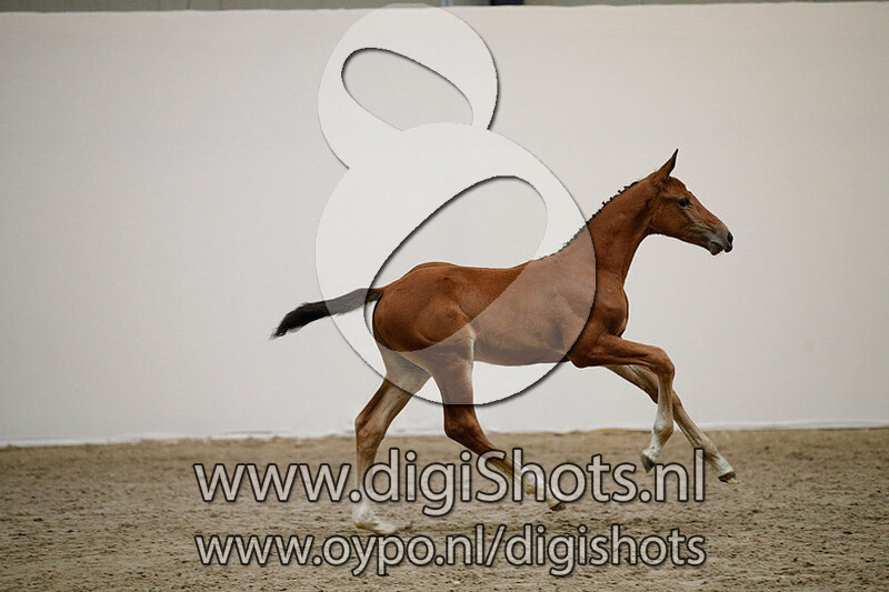 Elevation VV Z v. Eldorado van de Zeshoek TN