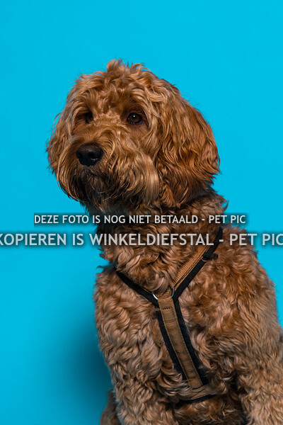 025 hond