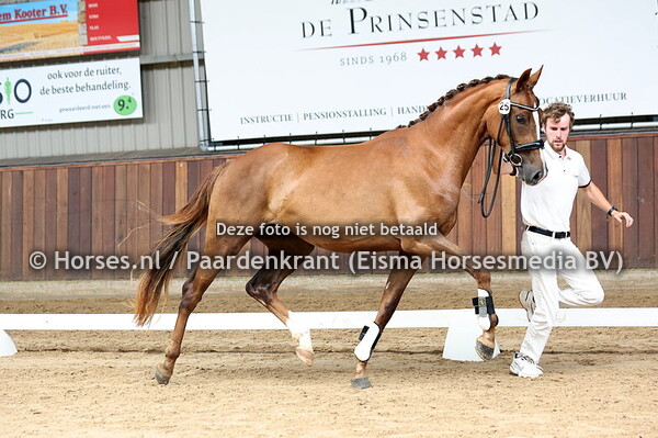 25 So Glorious Vienna (Sir Donnerhall x Glory to the Creator)