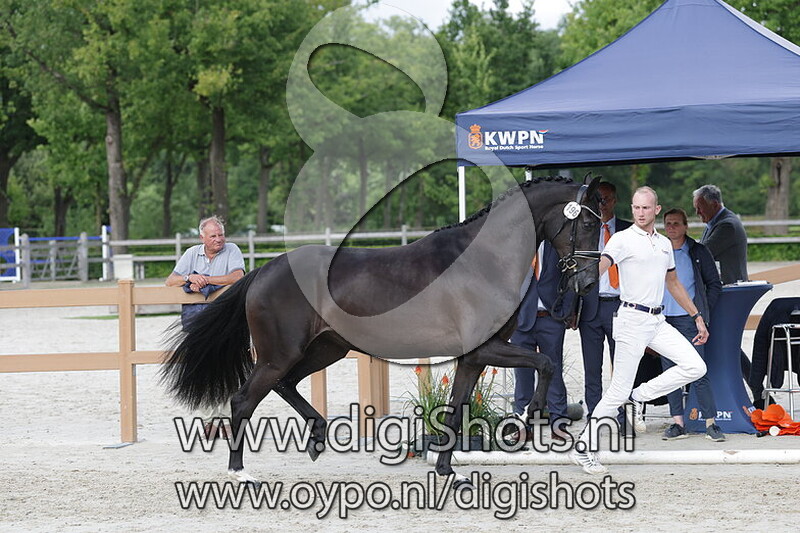 Showgirl v. Next Level