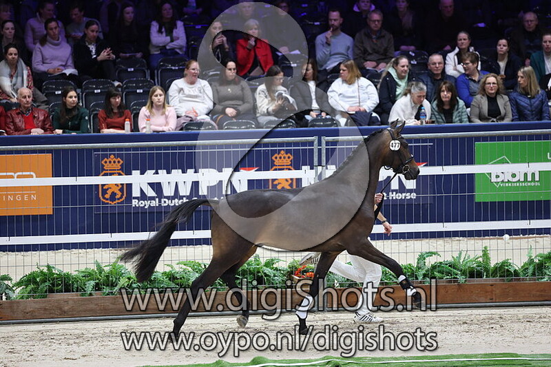 Superstar v. Next Romancier