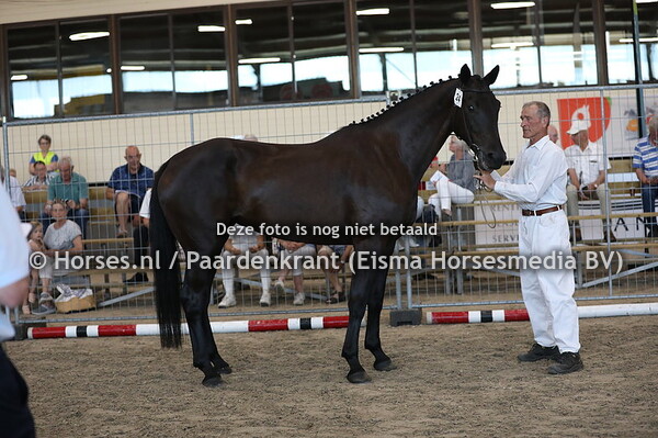 24 Kosmos Black (Glamourdale x Unicorn v. Jazz) (1)