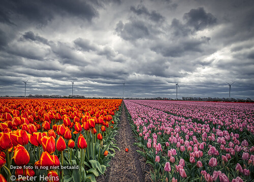 TULPEN_BEWOLKT_EGMOND_PETTEN_09042024